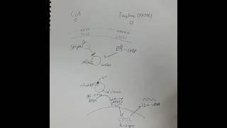 Cyclosporine 과 tocrolimus