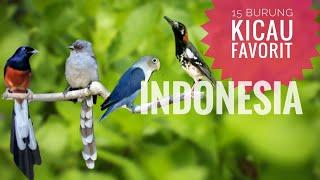 Jenis Burung Paling Merdu yang diminati Kicaumania Indonesia + Harga