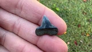 Shark Tooth Hunting Prescription