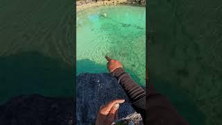 Cliffside Squid Fishing in Paradise | Epic Handline Catch!