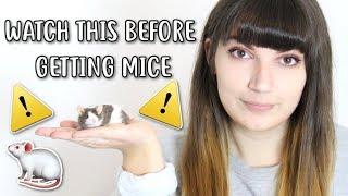  20 THINGS YOU SHOULD KNOW BEFORE OWNING MICE 