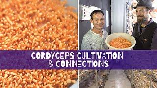 Cordyceps Cultivation & Connections