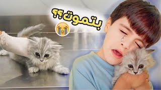 تجهيزات غرفه إيلان ️ مرضت القطة الجديدة واخدناها المستشفى  *ايلان صار يبكي *