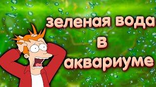 Зеленая вода в аквариуме. Что делать при цветении воды в аквариуме.