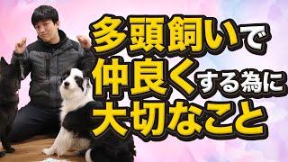 多頭飼いで仲良くするために大切なこと