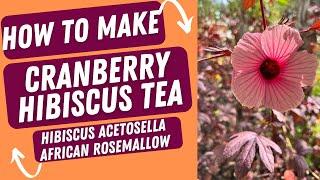How To Make Cranberry Hibiscus Tea - Hibiscus Acetosella - African Rosemallow