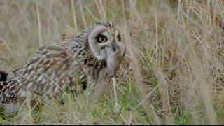 Sumpfohreule auf der Jagd