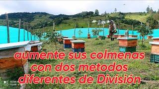 aumente sus colmenas con dos metodos diferentes de División #apismellifera #apicultura #abejas