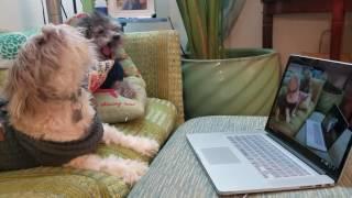 Puppies Watch Their Own Video