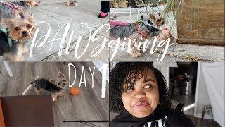 My Dog took it and Ran! | PAWSgiving Day 1