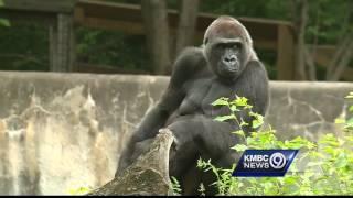 KC Zoo director: Decision to shoot gorilla was right