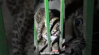 Jaldi Jungle Mai Watch Full Video #shorts #short #explore #jimcorbett #wildlifedzone