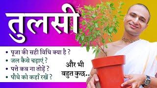 Tulsi Aarti Puja Kaise Karen? घर पर तुलसी की देखरेख और पूजा करने की पूरी विधि