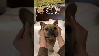 Do you think I’m cute? ️ #frenchie #frenchbulldog #cutedog #cutedogs