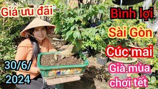 30/6/2024️0968282738 Điệp  mai vàng chơi tết giá rẻ cây 2 mùa tàn thông nhiều giống bông đẹp