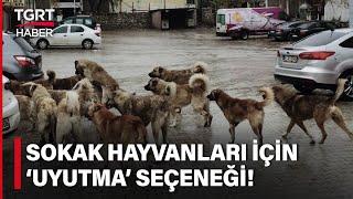 Sokak Hayvanları TBMM'nin Gündeminde! Sokak Köpekleri İçin Son Çare 'Uyutmak' Mı Olacak?- TGRT Haber