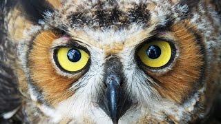 OWL Wisdom with Nigel Marven