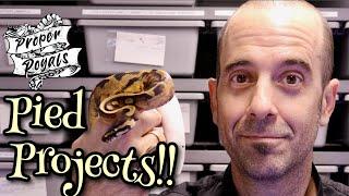 My Entire PIED PROJECT - Ball Python Breeding!!