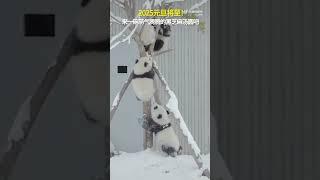 元旦将至！转发迎好运｜熊猫奇遇记 #panda #大熊猫