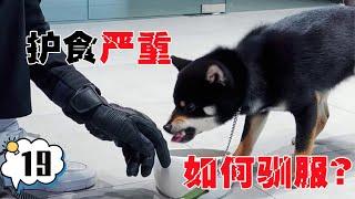 咬人柴犬 护食严重，还敢咬校长，不愧被称为“恶魔”【犬道app】