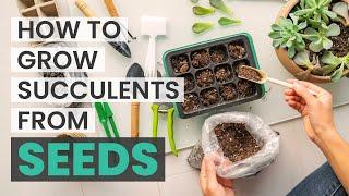 HOW TO GERMINATE SUCCULENTS FROM SEEDS