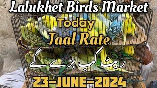 Today Lalukhet Birds Market | Jaal Rate latest update | 30-June-2024 | #lalukhetbirdsmarket