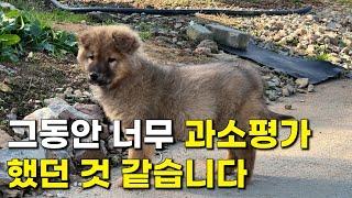 그동안 너무 이 강아지들을 과소평가했던 것 같습니다. | 진돗개 황구 강아지 | 진돗개 수컷 강아지