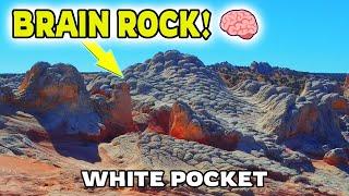 The TWISTED GEOLOGY at White Pocket AZ | BRAIN ROCKS! #adventure #hiking #offroad #explore