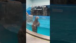 Walrus show at the aquarium