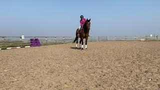 Juno Watt - Equidance Young horse training