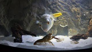 Brutal Fahaka Puffer fish DESTROYS Large CRAYFISH  * WARNING *  ((LIVE FEEDING))