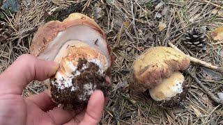 Salida a por Boletus Pinophilus a 2 de junio de 2024