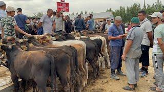 Beshariq ot Va buqalar narhlari bilan tarnishing 18.08.2024yil