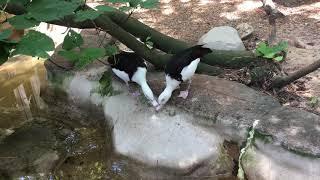 Radjah Shelduck (Radjah radjah)