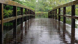 Rain Sounds Dripping on the Friendly Wooden Bridge - Nature's White Noise that Makes You Fall Asleep