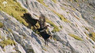 WIE BRÜDER IM WIND | Exklusive Vorschau: Steinadler jagt Gämse