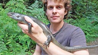 LAND MULLET! Australia's LARGEST Skink!