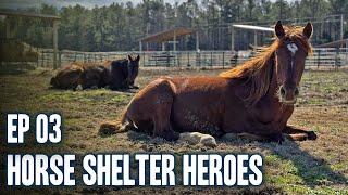 Horse Shelter Heroes| S6E3