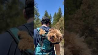 K9 Dog Hiking Backpack