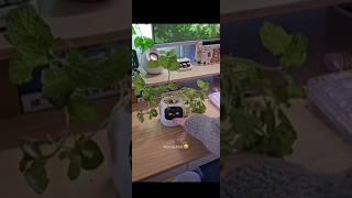 ivy smart planter 