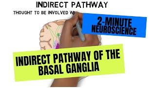 2-Minute Neuroscience: Indirect Pathway of the Basal Ganglia