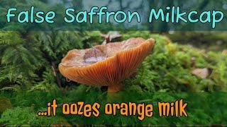 The False Saffron Milk Cap identification/benefits/habitat