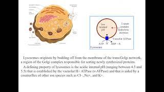 9:50 Metabolism of proteins