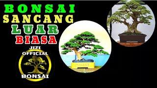 BONSAI SANCANG LUAR BIASA || IDE BONSAI