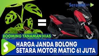 Booming Tanaman Hias, Harga Janda Bolong Setara Motor Matic Rp 61 Juta