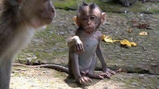 Tough and strong little monkey dodo #Tuabangmonkey