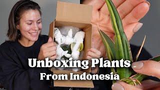 YAY! New Houseplant Unboxing + quick 2 day root rehab Before & After of imported plants