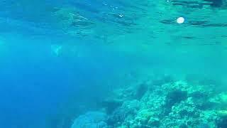 Swim w a lion fish, nemo hides in coral reef #dahab #underwaterphotography #swimTV "redsea"