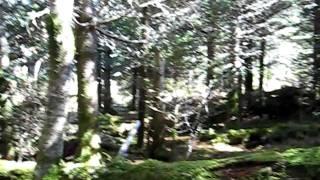 Summit of Mt Guyot, Smokies 2nd highest peak.