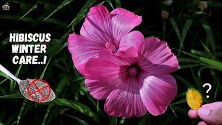 How To Care the Hibiscus Plant In Winter Days...? | A Complete Guide on Hibiscus Winter Care...